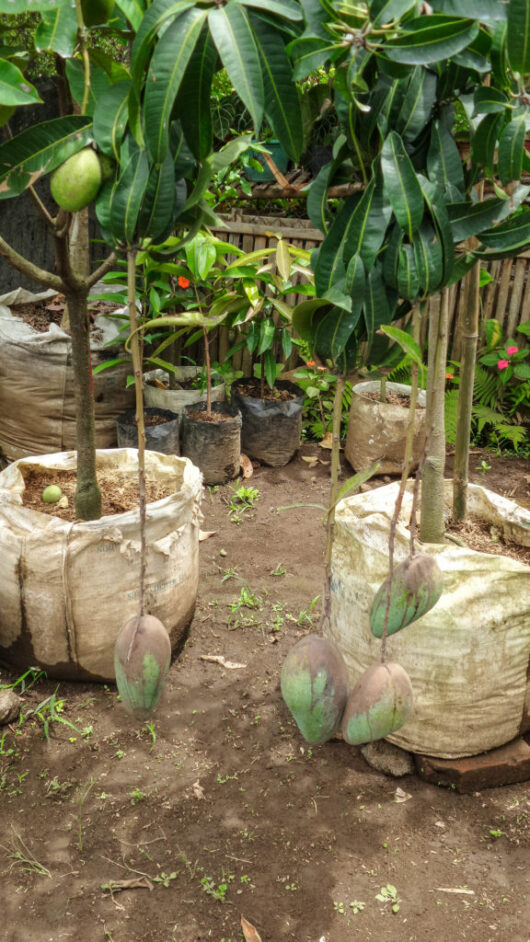 Grafted mango plant in pot