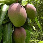 Kesar mango live plant