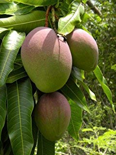 Kesar mango plant for garden