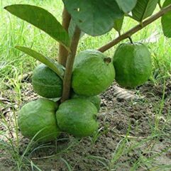 Dwarf guava live plant for pot