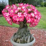 Bonsai Adenium Plant – Red Flowers