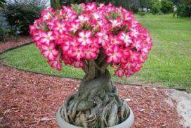 Adenium live plant for home garden