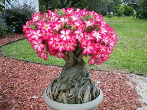 Adenium Plant