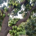 All season mango plant
