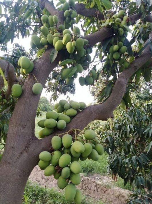 All season mango plant for pot in India
