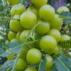 Grafted amla live plant for pot