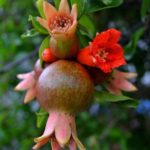 Anaar live plant