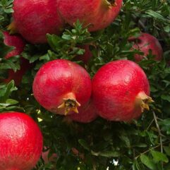 Pomegranate live plant for home garden