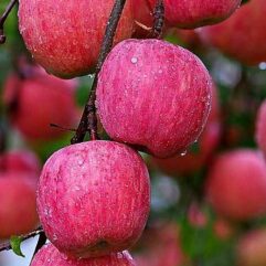 Apple live plant for home garden