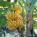 Dwarf banana plant