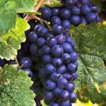 Haybrid black grapes live plant