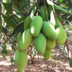 Dashehri mango plant for gardening