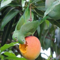 Deshi mango live plant for garden