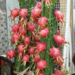 Dwarf dragon fruit plant