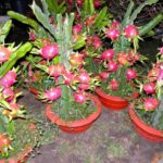 Hybrid dragon fruit plant