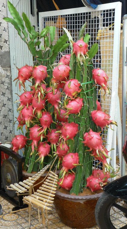 dragon fruit plant in pot