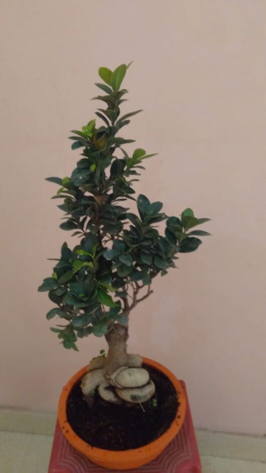 Bonsai adenium plant for decoration