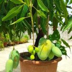Grafted baramasi mango plant for pot