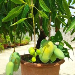 grafted baramasi mango plant for pot