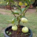 Dwarf guava plant