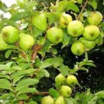 Guava live plant
