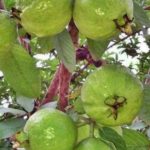 Grafted guava live plant