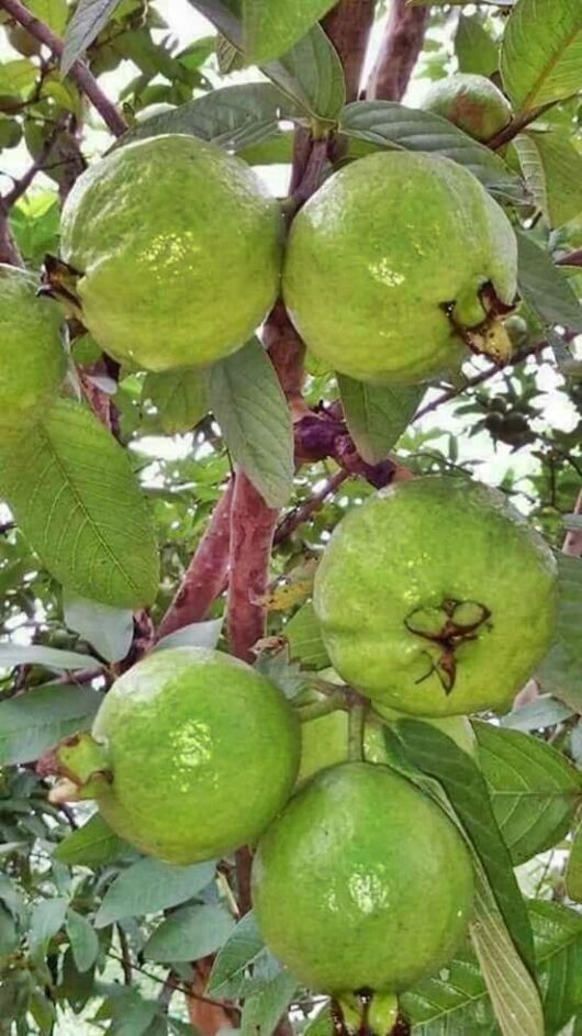 Grafted guava live plant