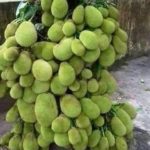 Dwarf jackfruit live plant