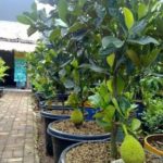 Grafted jackfruit live plant
