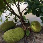 Dwarf grafted jackfruit live plant