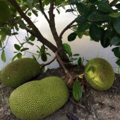 Jackfruit plant with fruits