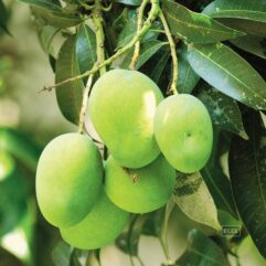 Langra mango plant for pot