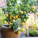 Haybrid lemon plant