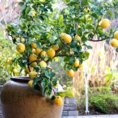Hybrid lemon plant for gardening