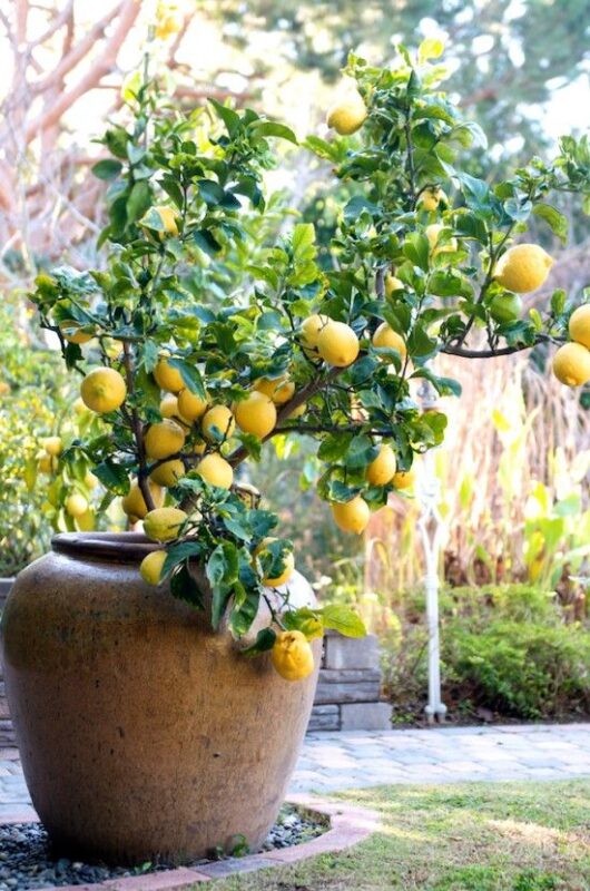 Hybrid lemon plant for gardening