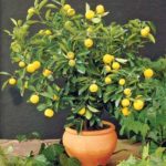 Dwarf baramasi lemon plant