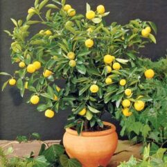 Buy lemon live plant for home gardening