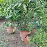 All season dwarf mango plant