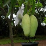 All season grafted mango plant
