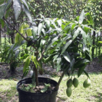Chausa mango plant