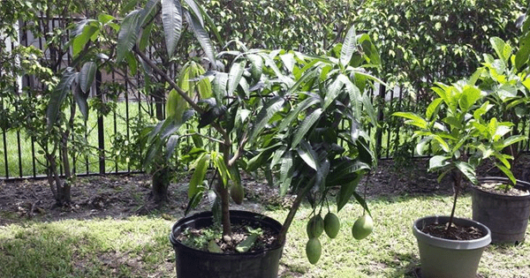 Chausa mango plant for garden