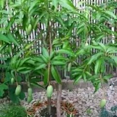Grafted baramsi mango plant for pot