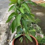 Dwarf mango plant
