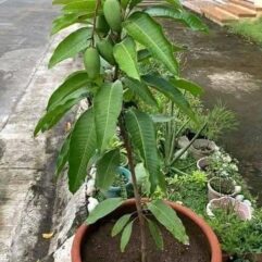 Grafted baramasi mango live plant for home garden