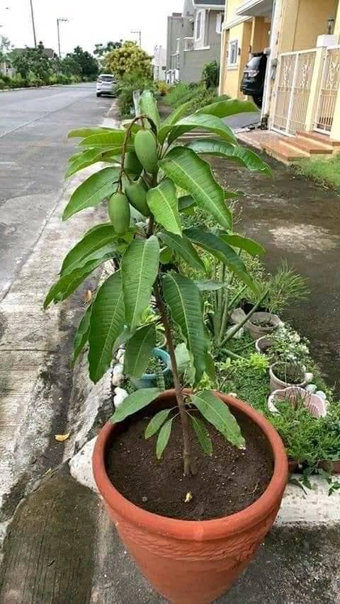 Dwarf mango plant – Bonsai Plants Nursery