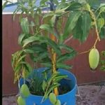 Dwarf baramasi mango plant