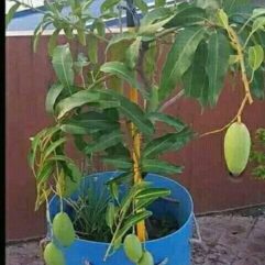Grafted baramasi mango live plant at home