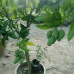 Baramasi Grafted Mango