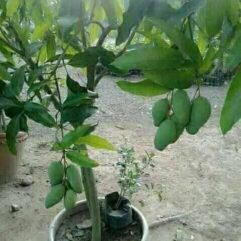 Buy mango plant online for home garden