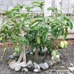 Grafted mango plant